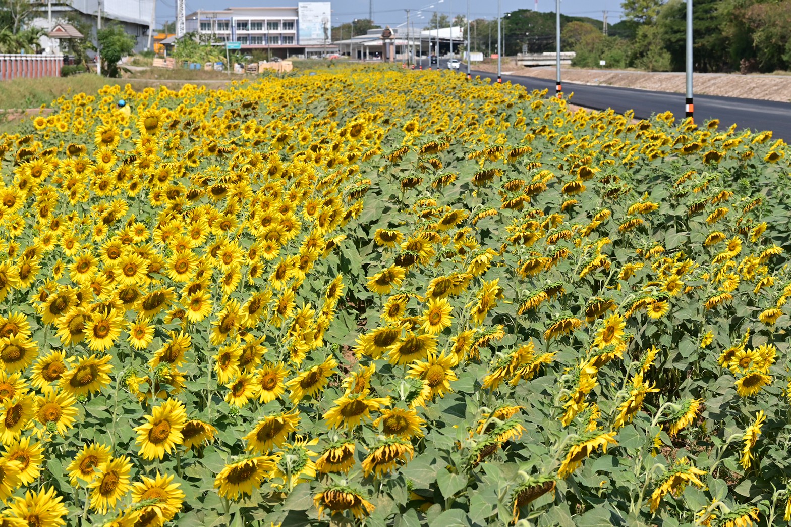 1D42076D D378 4952 B87F 58F1C3762153 L0 001